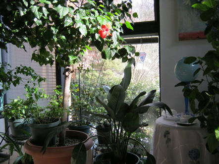 This is my hibiscus tree. His name is "Booby" He is 27 years old.