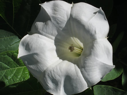 Fall and Arizona 016