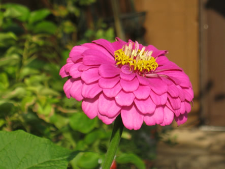 Fall and Arizona 022