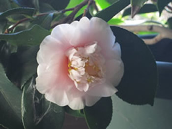 Flowers Jan 2012 007