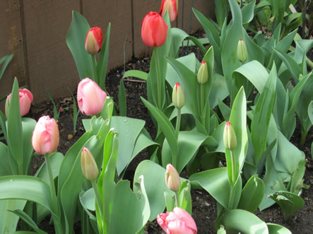 March - May 2012 018