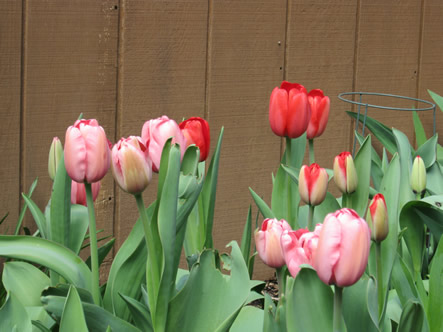 March - May 2012 023