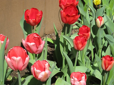 March - May 2012 026