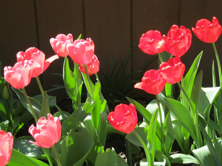 March - May 2012 032