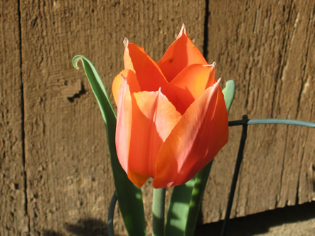 March - May 2012 037