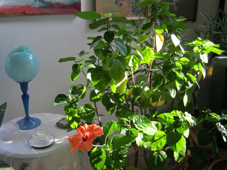Hibiscus (indoors)