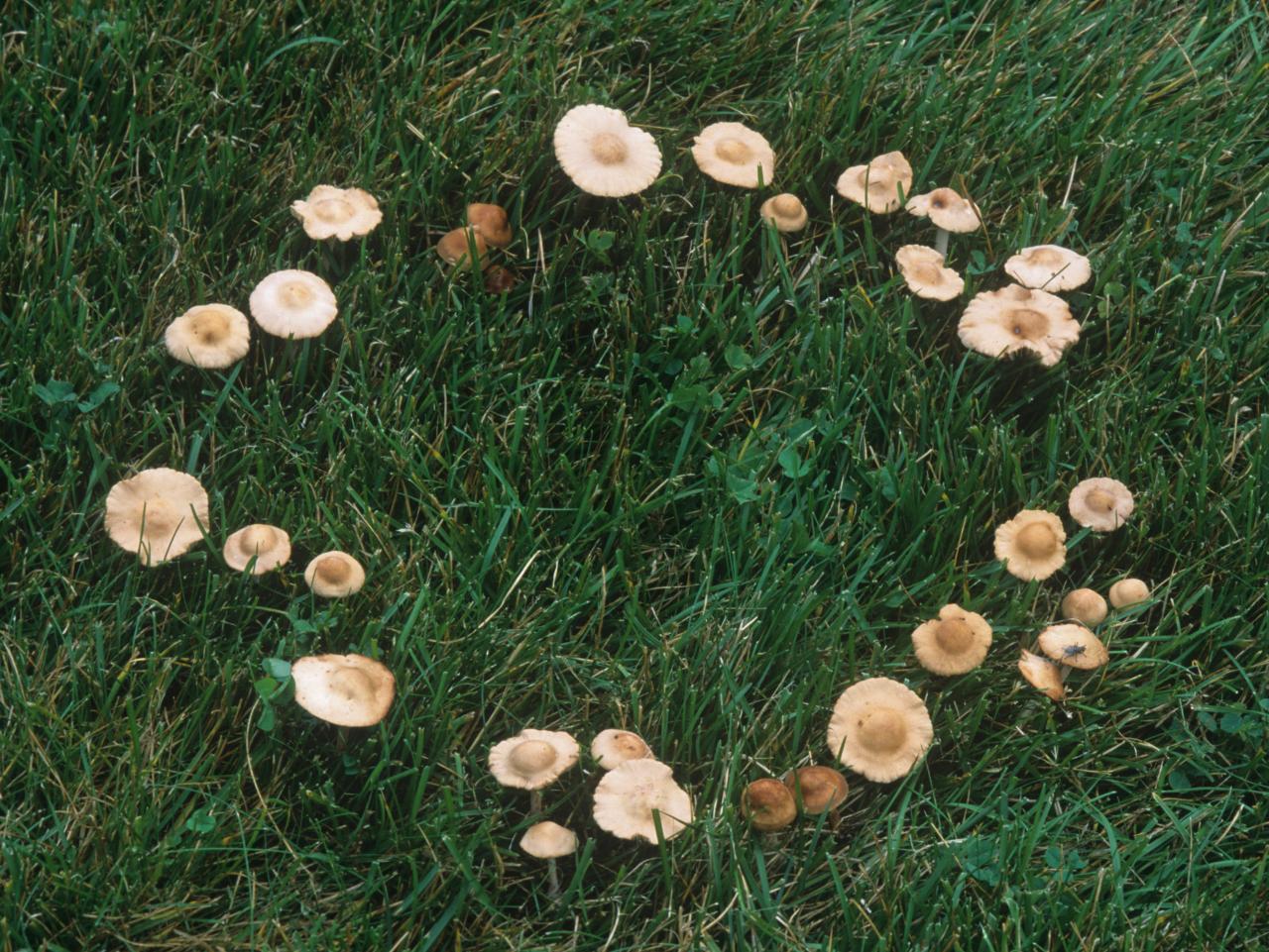 fairy_ring_mushrooms