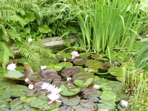 lotus-guenther-three