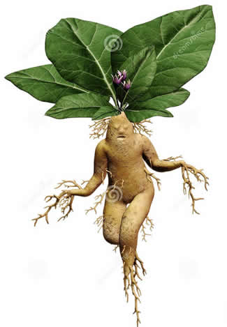 mandrake