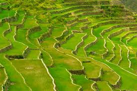 rice terraces