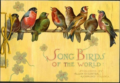 songbirds_of_the_world