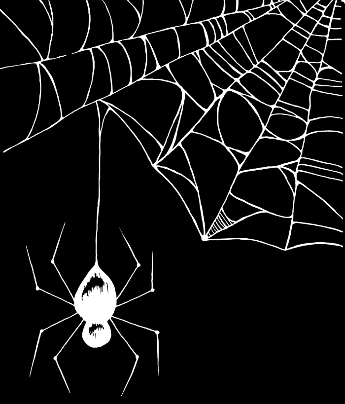 spider's web