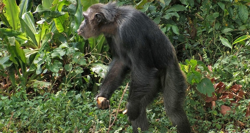 chimp foraging