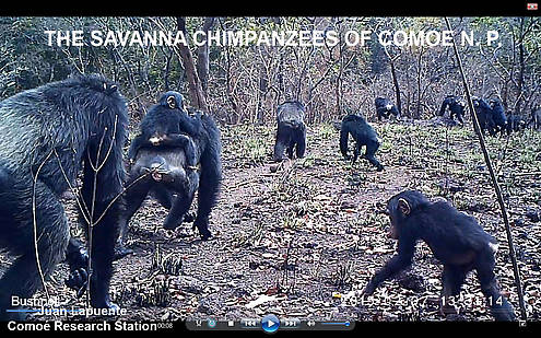csm_SAVANNA_CHIMPS_CAM_14_title_Kopie_66fa3e6412