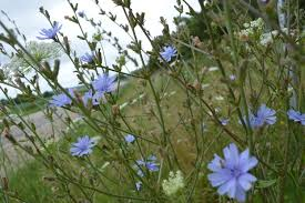 blue chicory two