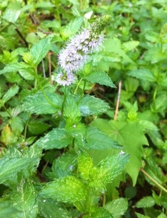 flowering mint