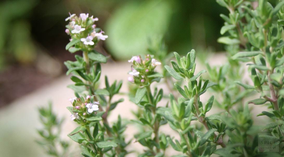 flowering thyme