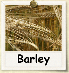 barley