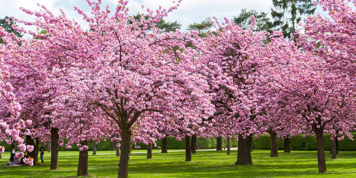 cherry-blossom-facts-1578344148