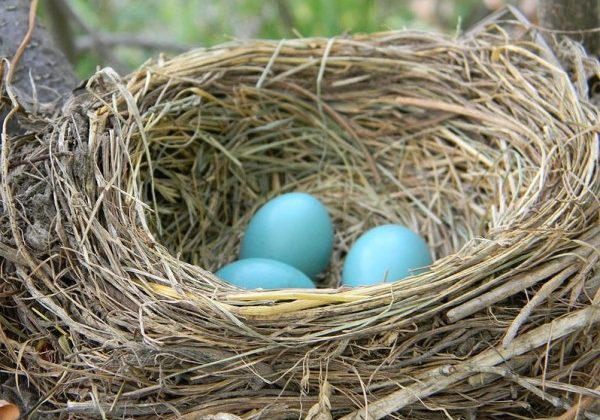 nest with eggs