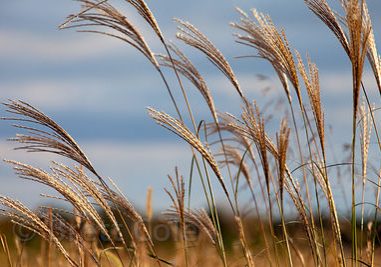 Wild grasses in a meadow in St. Michaels, on the Eastern Shore of the Chesapeake Bay, Maryland